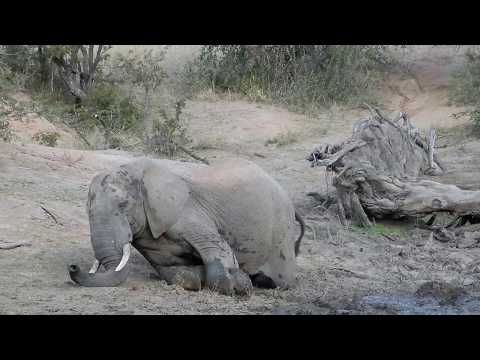 GAMEDRIVE South Africa PLAYING&FIGHTING Elephant bulls