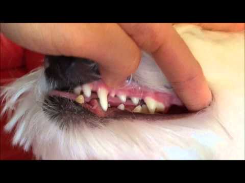 Come pulire i denti al Cane