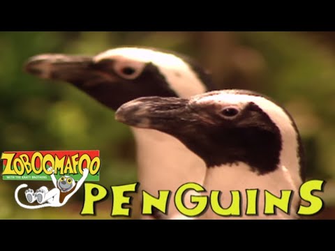 🐧 Zoboomafoo with the Kratt brothers 134 - Water Creatures | Animal shows for kids | Full Episodes