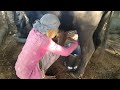 Village Style Cute Woman Milking Buffalo Buffalo Milking By Desi Mom