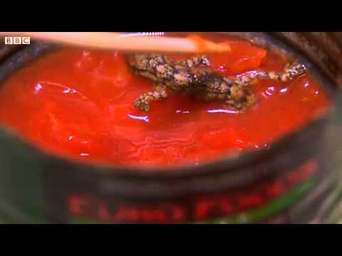 Dead lizard found in can of tomatoes