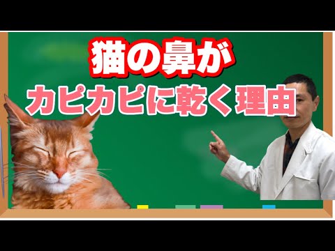 猫の鼻が乾いているのは正常ですか? - 原因とケア