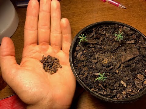 How to stratify/grow pine trees from seeds