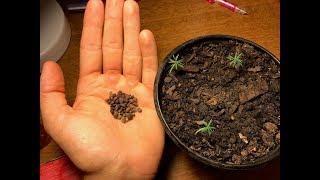 How to stratify/grow pine trees from seeds