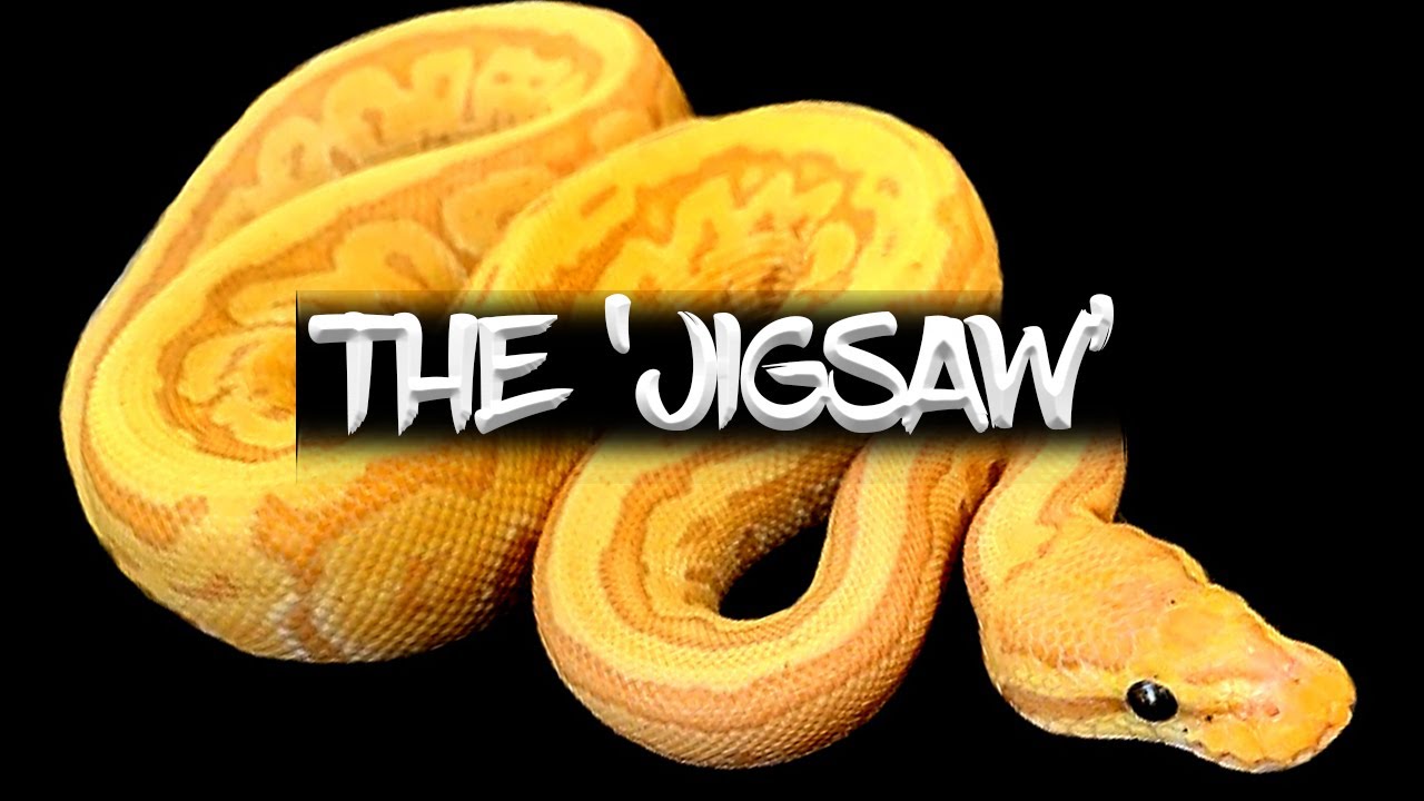 The 'Jigsaw' Ball Python