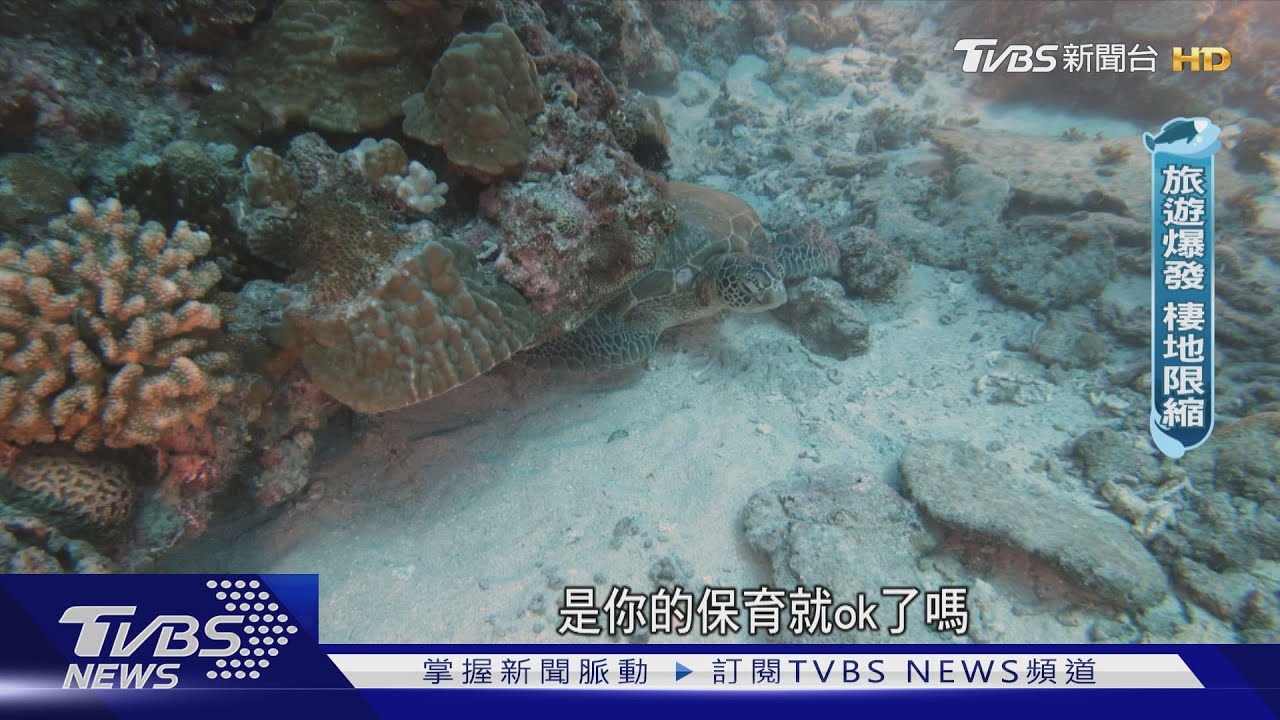 小琉球擁豐富珊瑚礁成海龜天堂! 遊客增多恐擠壓棲地範圍?