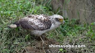 カタグロトビ、オオノスリ、カンムリワシ幼鳥、ハヤブサいろいろ(動画あり)