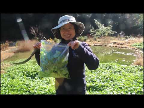 ガーデンクレソン 植物