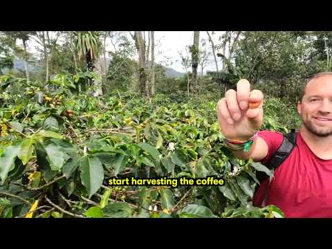 Salento & Valle de Cocora, Colombia