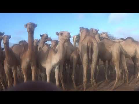 Suuqa xoolaha  ee magaalada Baydhabo kadib markii laga baxay ciidul adxa oo laga dareemay xoolo yara