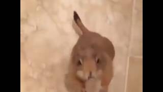 Happy Animal Clapping