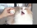 MEOW MEOW MEOW MEOW MEOW MEOW MEOW ENG SUB