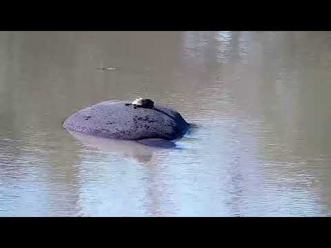 Djuma: Hippo with Terrapin on it's back - 14:17 - 05/06/2022