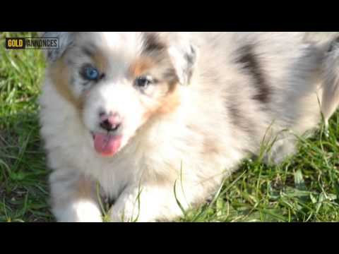 download lagu mp3 mp4 Dressage Chien Hainaut, download lagu Dressage Chien Hainaut gratis, unduh video klip Dressage Chien Hainaut