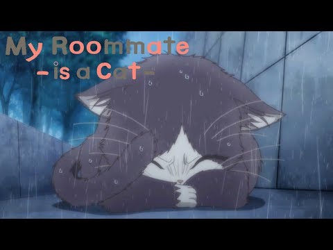 Rescue | My Roommate is a Cat