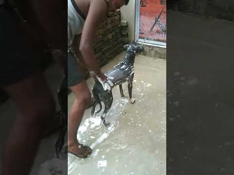 🐶#viral #video #dog #Jay Bhairav baba#har har Mahadev