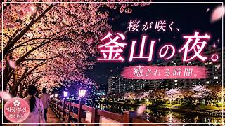 【釜山】釜山夜桜が綺麗すぎた…温泉川満開