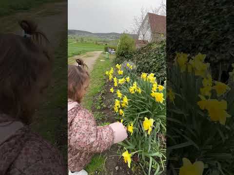 A normal day in Switzerland #nature #switzerland #flowers