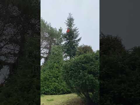 Przycinanie świerków metodą wysokościową. Filip Dworzecki. Tel. 721916721