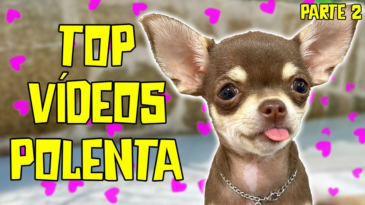 OS MELHORES MOMENTOS DA POLENTA parte 2