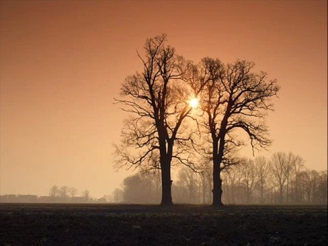 HONZA NEDVĚD    Korunka