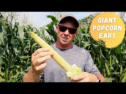 GIANT POPCORN from the BACKYARD GARDEN | You've Gotta Try This!
