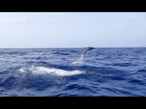 This happened when I said 'Jumpy' to a dolphin