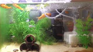 初心者アクアリウム３【タイリクバラタナゴ混水】