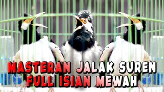 Download lagu MANTAP JALAK SUREN GACOR UNTUK PANCINGAN BIAR BONGKAR ISIAN mp3
