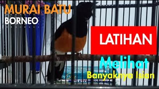 Download lagu Murai Batu Borneo Latihan #muraibatu #borneo #latihan - Power by CKS Team mp3