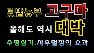 [텃밭농부.779]  고구마 올해도 역시 대박. 수평심기와 사후 멀칭의효과