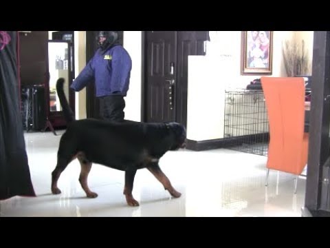 Will Rottweiler protect his home and family?