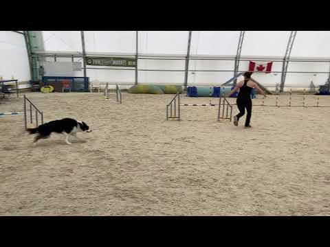 Evolve Dog Training Inc. video.