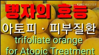 아토피ㆍ피부질환에 탱자로 해결하자! trifoliate orange for Atopic Treatment