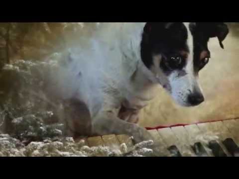 Laurie Anderson - Heart of a Dog [Official Trailer]