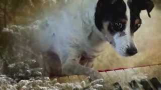 Laurie Anderson - Heart of a Dog [Official Trailer]