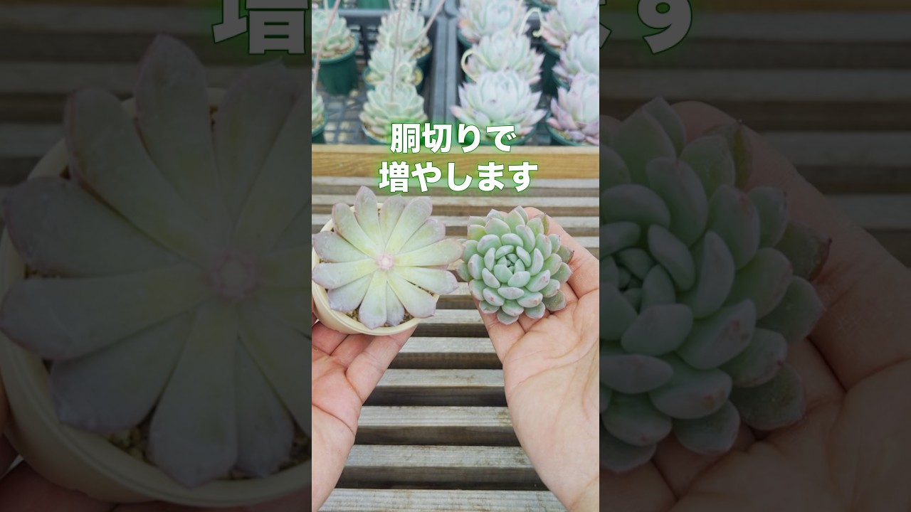 【こんなに増やせます】