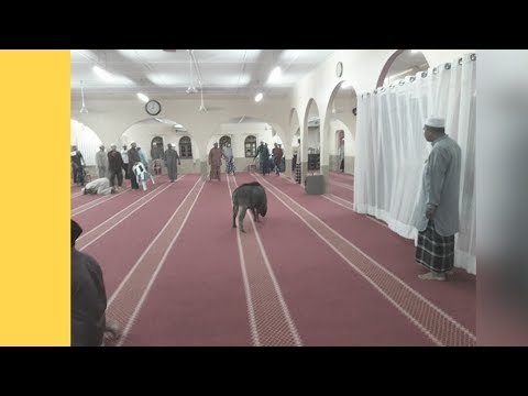 , title : 'Gara-Gara Amukan Babi Hutan, Masjid Belanja RM34,000 Tukar Karpet Baru'