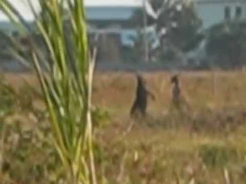 Roo fight at  Elliott heads