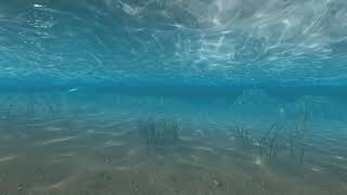 lofi hip hop - under the sea 😴