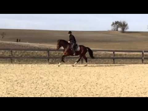 Cassander v. Casdorff 5-jährig