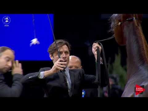 N.142 KALAHARI - Lier 2018 - 6-7 Years Old Mares (Class 8)