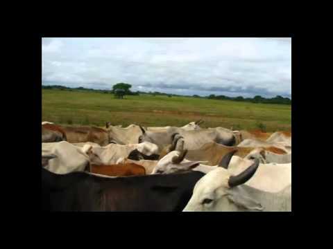 Cuando Seas Grande - Reinaldo Armas Video Oficial