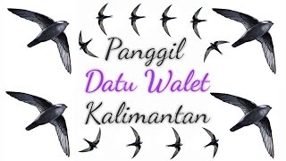 Download lagu SP. DATU WALET KALIMANTAN original by H.syahril sasmita | suara panggil burung walet mp3 Download lagu SP. DATU WALET KALIMANTAN original by H.syahril sasmita | suara panggil burung walet mp3