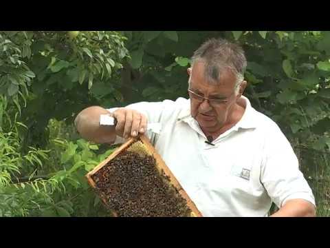 Boja meda ep. 73 30.07.2019. Lug, Fruška Gora, istorija srpskog pčelarstva, rojidbena matica