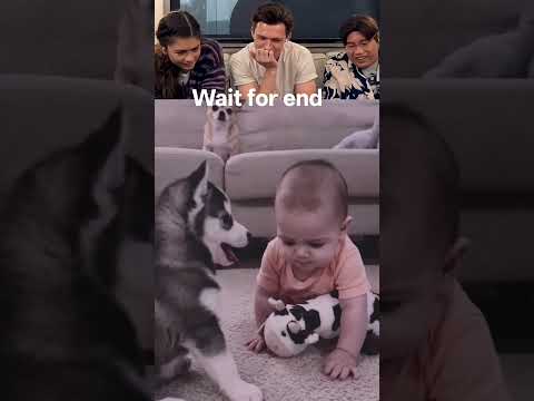 The Husky Barked... Baby Couldn't Believe It! 🤣🐶 #funny #cute #petshub