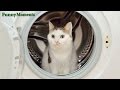 Funny Cats Vs Washing Machines Compilation 2015 NEW HD