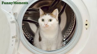 Funny Cats vs Washing Machines Compilation 2015 [NEW HD]