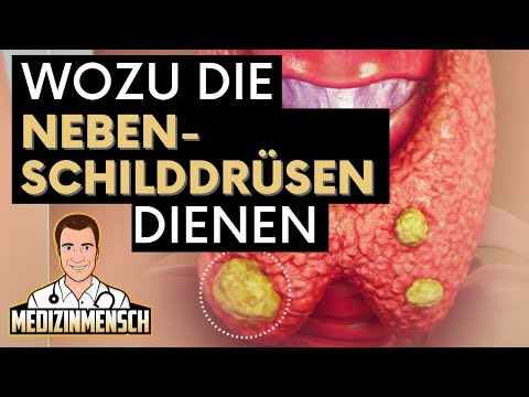 Parathormon: So funktioniert die NEBENSCHILDDRÜSE ! (Arzt erklärt Hormon)