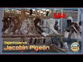 JACOBIN PIGEON FOR EXPORT ✈ FOR SALE 💰 || DEJAN KOSARCIC 🇷🇸 Serbia | 🕊Pigeons